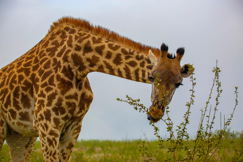 Nairobi: National Park Guided Game Drive Nairobi National Park Private Game Drive