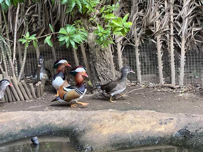 Small Group Wheel Ride, Aquarium, Bird Park, and Wine Tour GetYourGuide