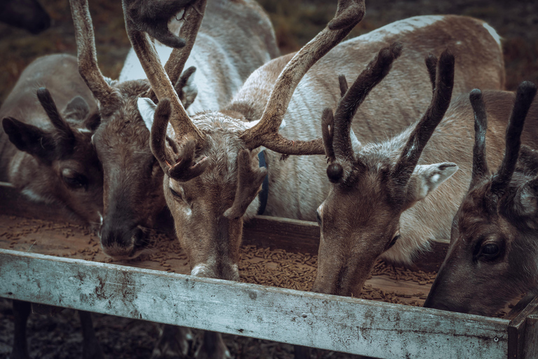 Reindeer Feeding and Sami Culture with Lunch in Autumn Tromsø: Reindeer Feeding and Sami Culture in Autumn