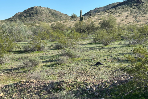 Phoenix: Guided Mountain Bike Adventure in Sonoran Desert 2-hour analog experience (Norco, Forbidden or Santa Cruz)