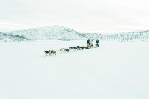 Tromsø: Dog Sledding Tour