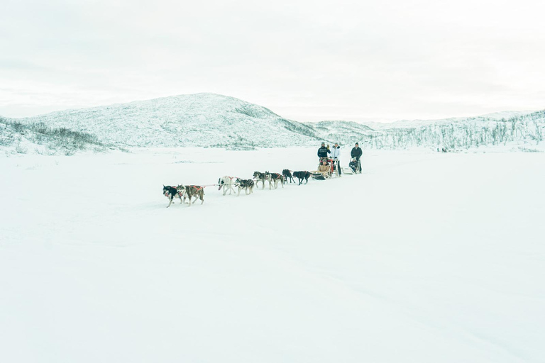 Tromsø: Dog Sledding Tour