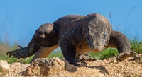 Voyage de Labuan Bajo, de natation et de plongée sur l'île Komodo avec déjeuner - Hizvo