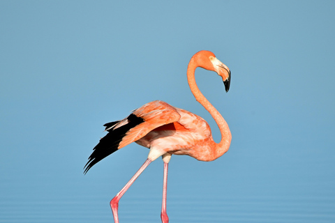 Rio Lagartos: splendide acque rosa e giro in barcaPiccolo gruppo