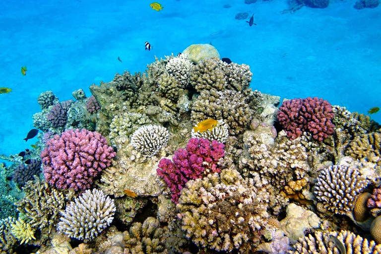 Zanzíbar: Excursión a Mnemba para hacer snorkel y nadar con tortugas