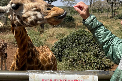 Nairobi: Giraffe Center And Karen Blixen Tour Giraffe Centre, Elephant Orphanage And Karen Blixen