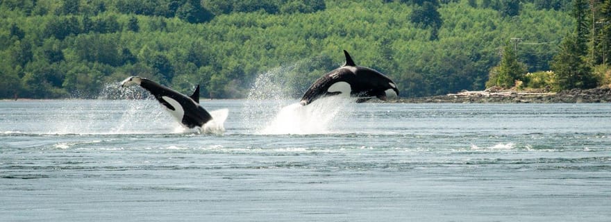 Comox : excursion de 4 heures pour observer les baleines et la faune sauvage