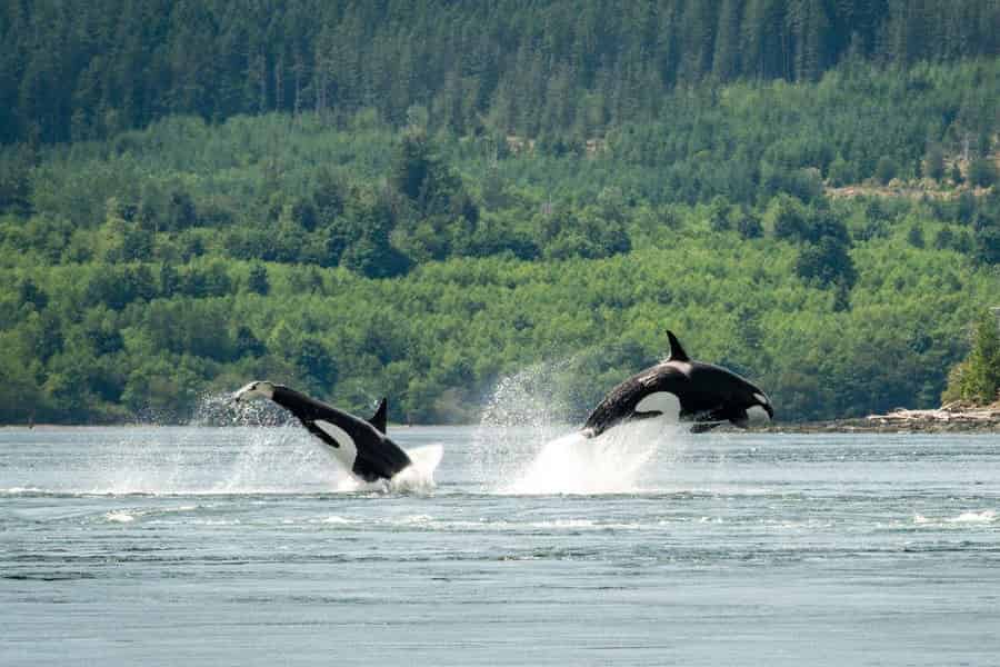 Comox: 4-stündige Tour zur Wal- und Tierbeobachtung. Foto: GetYourGuide Comox: 4-stündige Tour zur Wal- und Tierbeobachtung. Foto: GetYourGuide
