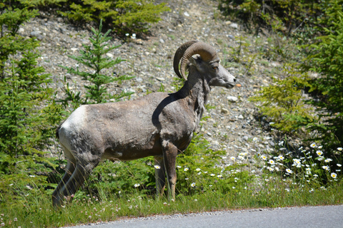 Moraine Lake, Emerald, Louise, Johnston Canyon & Banff Town Moraine Lake, Emerald, Louise, Johnston Canyon & Banff Town