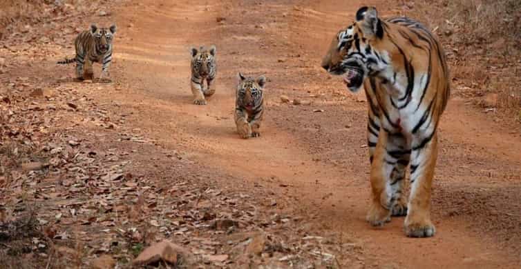 Tadoba National Park: Guided Wildlife Safari | GetYourGuide