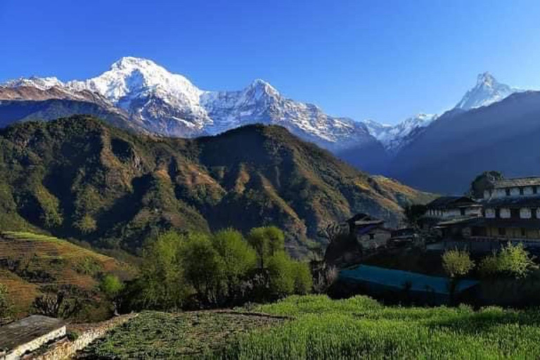 Pokhara : Trek de 3 jours à Astam, Dhampus et Australian CampPokhara : 3 jours de service