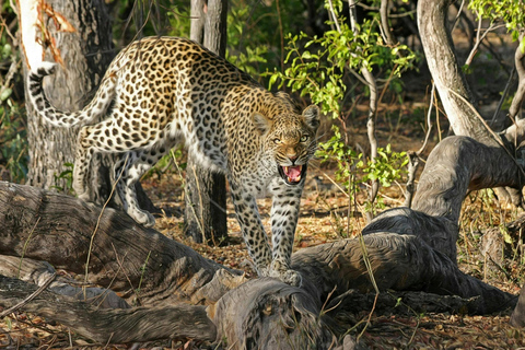 Jaipur: Safári de leopardo em Jhalana tour particular