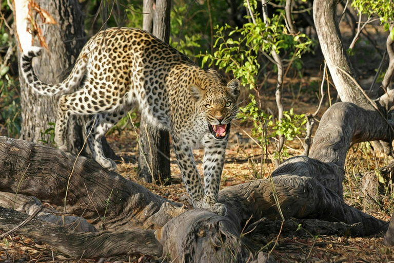 Jaipur: Jhalana leopard safari wycieczka prywatna