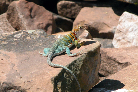 Mesa Verde: 700 Years Tour & Ranger-Guided Cliff House Visit Mesa Verde: 700 Years Tour - Morning Departure