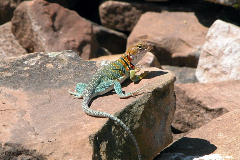 Mesa Verde: 700 Years Tour & Ranger-Guided Cliff House Visit Mesa Verde: 700 Years Tour - Morning Departure