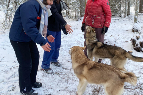 Kittilä / Levi: Husky Farm Guided Tour