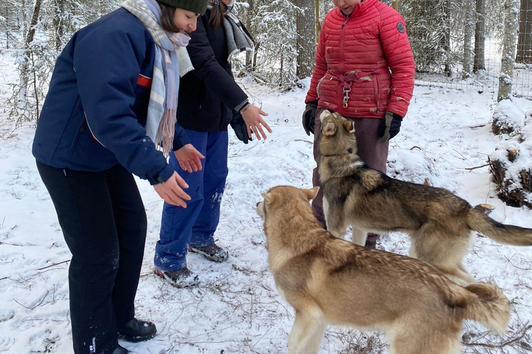 Kittilä / Levi: Husky Farm Guided Tour