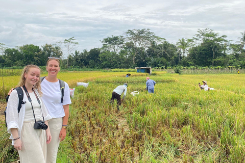 Borobudur Temple Climb Ticket, Sunrise and Village Tour From Borobudur: Sunrise, Borobudur Temple, and Village Tour