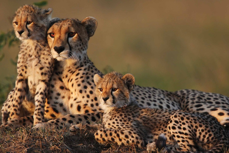 Magia Maasai y encantos de Nakuru: Safari salvaje de 4 días