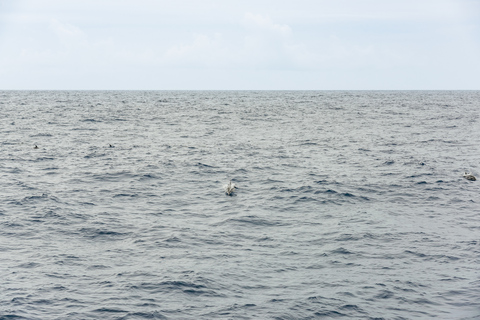 São Miguel Açores: excursion d'une demi-journée pour observer les baleines