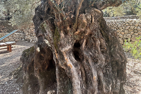 Fornalutx stad en wandelen naar de bergen olijfboerderij