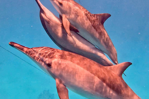 Marsa Alam: Samadai Dolphin House Snorkeling or Diving Marsa Alam: Samadai Dolphin House Snorkeling