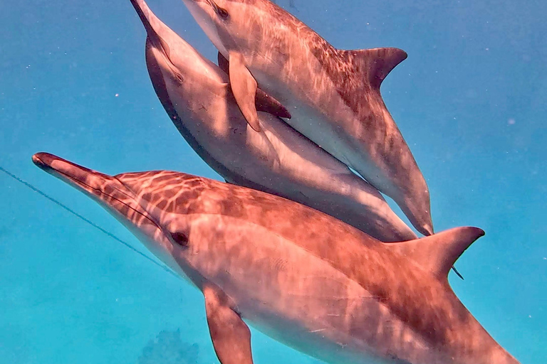 Marsa Alam: Samadai Dolphin House Snorkeling or Diving Marsa Alam: Samadai Dolphin House Snorkeling