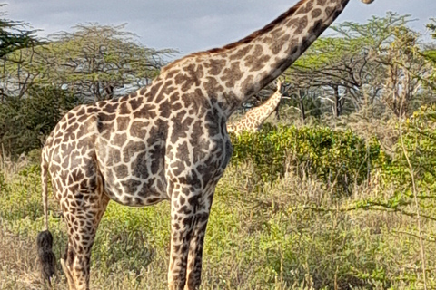 SELOUS : 2 DAGEN SAFARI VANUIT ZANZIBAR