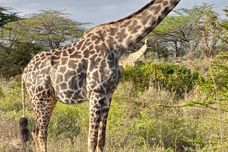 SELOUS : 2 DAGEN SAFARI VANUIT ZANZIBAR