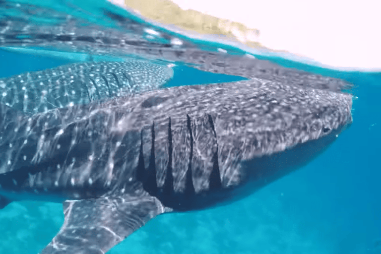 Oslob: Whale Sharks, Tumalog Falls & Sumilon Trio Adventure
