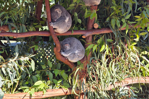 Perth: Caversham Wildlife Park & Swan Valley Tour