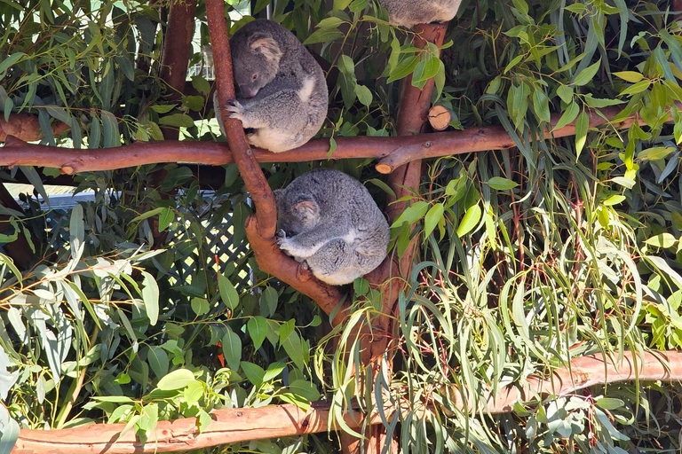 Perth: Caversham Wildlife Park & Swan Valley Tour
