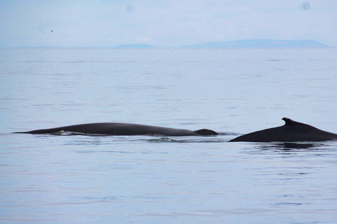 Húsavík: Whale Watching Tour with Heated Indoor Seating