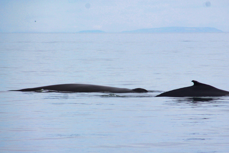 Húsavík: Whale Watching Tour with Heated Indoor Seating
