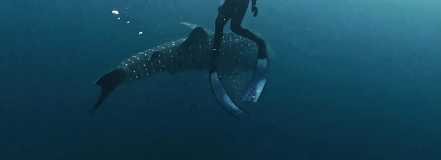 Forfait Sumbawa : Explorez en groupe privé ou partagé