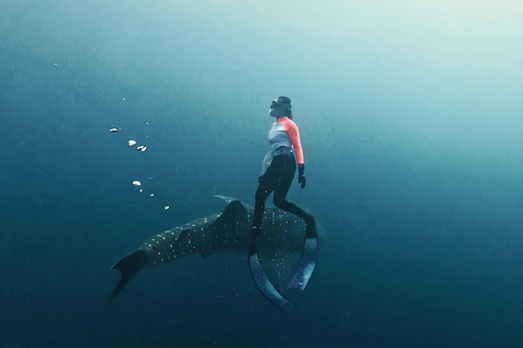 Sumbawa: Saleh Bay Whale Shark Snorkeling Tour
