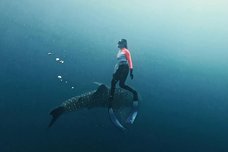 Sumbawa: Saleh Bay Whale Shark Snorkeling Tour