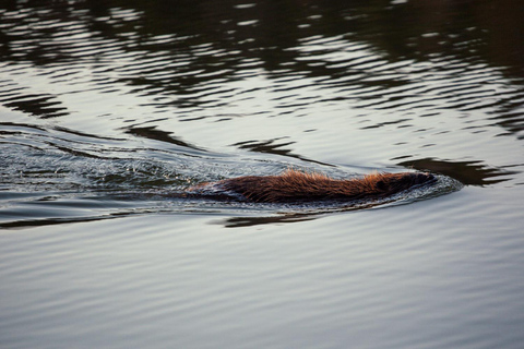 Stockholm: Sunset Canoe Beaver Safari & BBQ on Island Stockholm Pickup & Drop-off