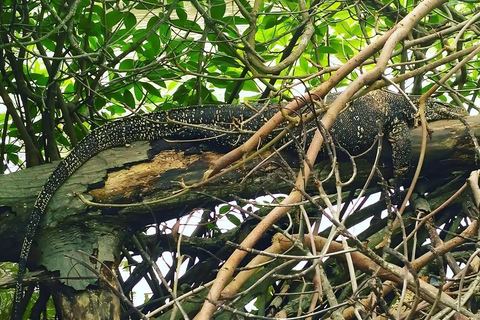 Excursão ao Forte de Galle e ao Rio Madu saindo de Ahungalla e Bentota