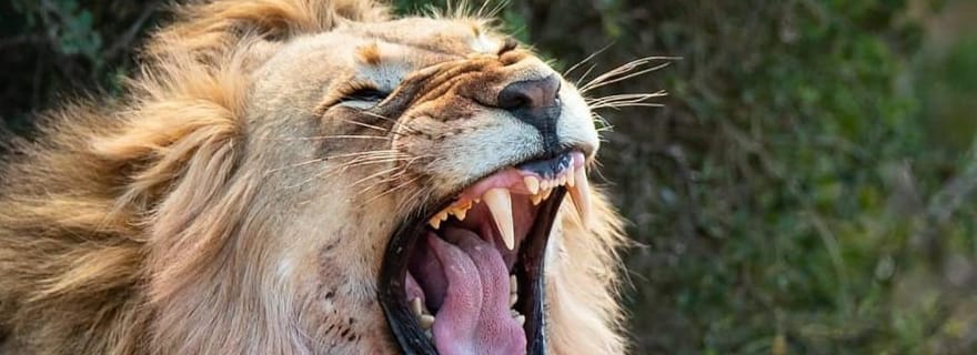 Le meilleur des deux : Parc des Éléphants d'Addo et Réserve de Schotia