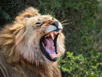 Full-day safari with braai