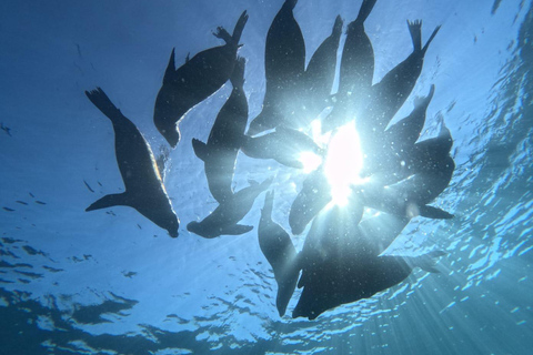 La Paz: Whale Shark, Sea Lions & Balandra Tour