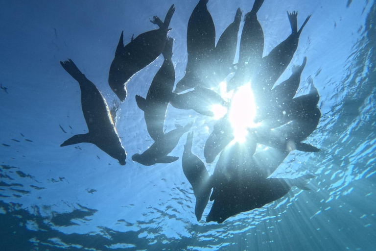 La Paz: Whale Shark, Sea Lions & Balandra Tour