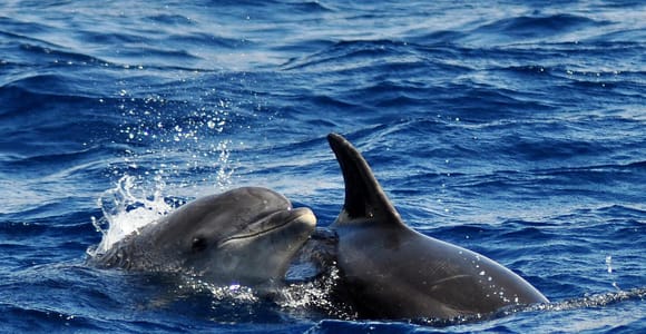 Fuerteventura: Catamarán navegación a vela y delfines.