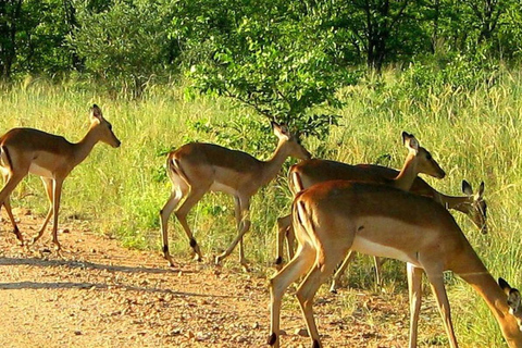 From Durban: Phinda Private Game Reserve Safari with Guide