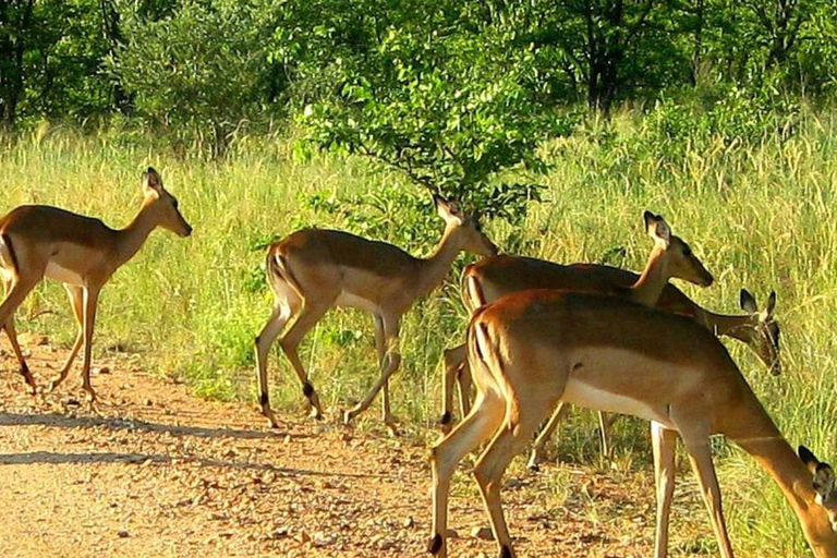 From Durban: Phinda Private Game Reserve Safari with Guide