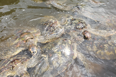 Zanzibar: Jozani forest, Reptile park and Salaam cave tour Private tour with Hotel pick up and drop-off included.