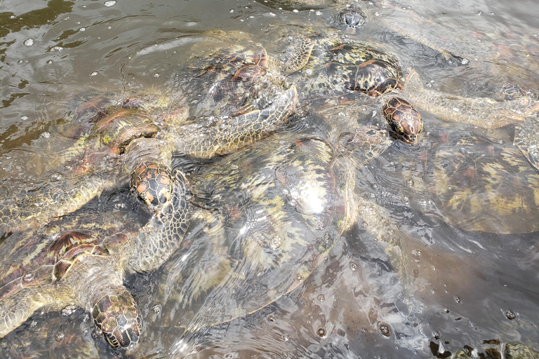 Zanzibar: Jozani forest, Reptile park and Salaam cave tour Private tour with Hotel pick up and drop-off included.