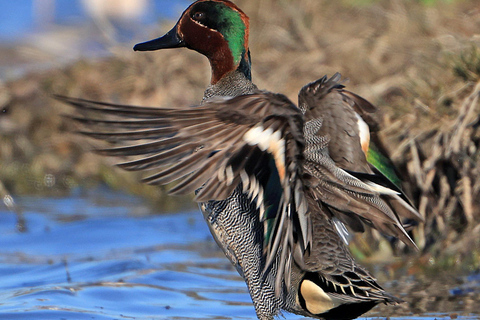 Camargue: Electric Safari with Guide in a private reserve