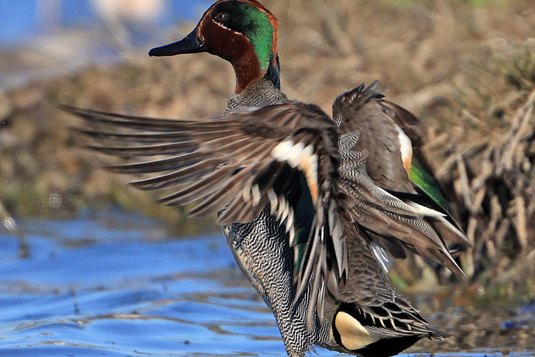 Camargue: Electric Safari with Guide in a private reserve